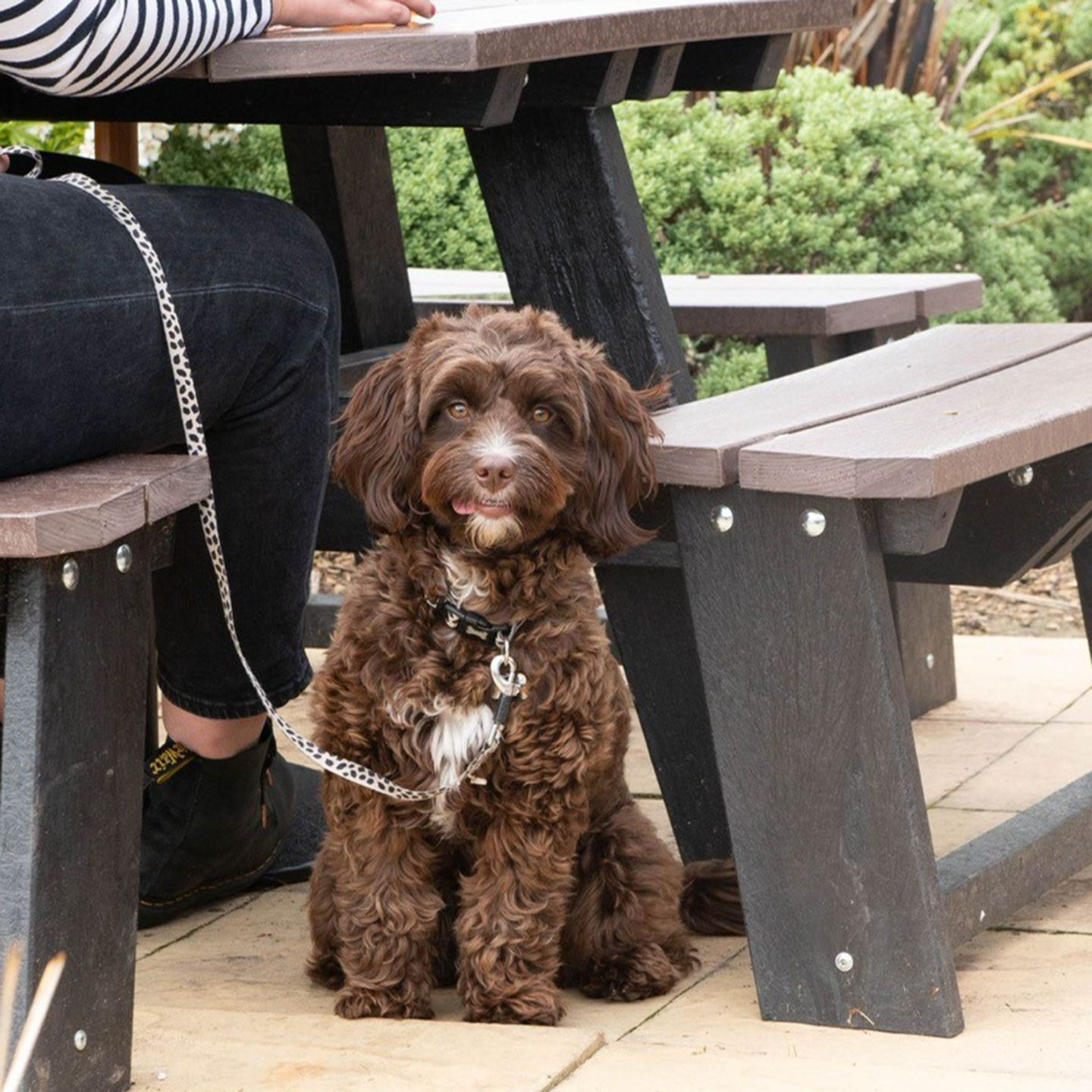 Your local dog friendly pub in Ilminster